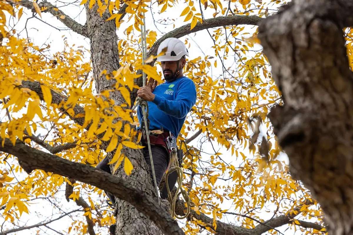 Skilled Tree Transplanting crew working in Fort Fairfield