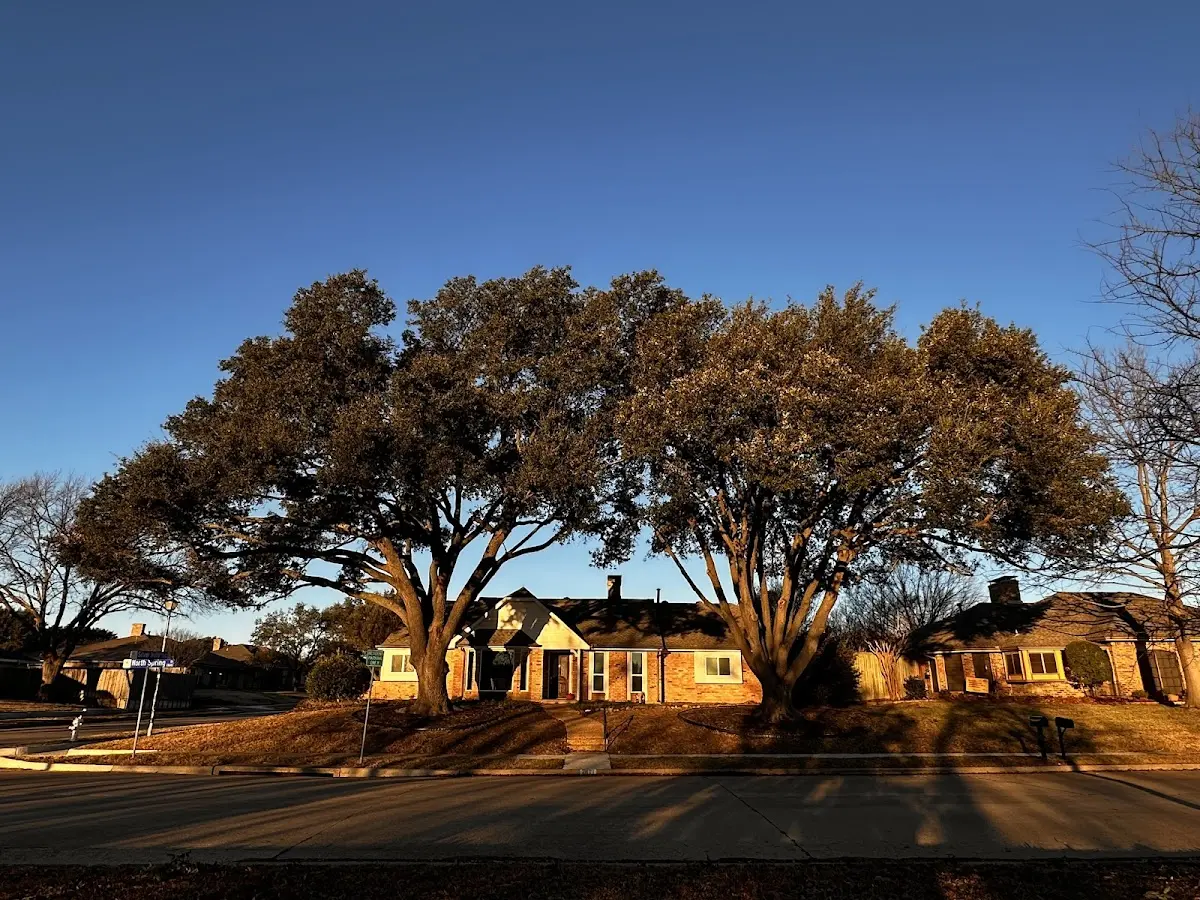 Established residential canopy tree shading a home in Fort Fairfield