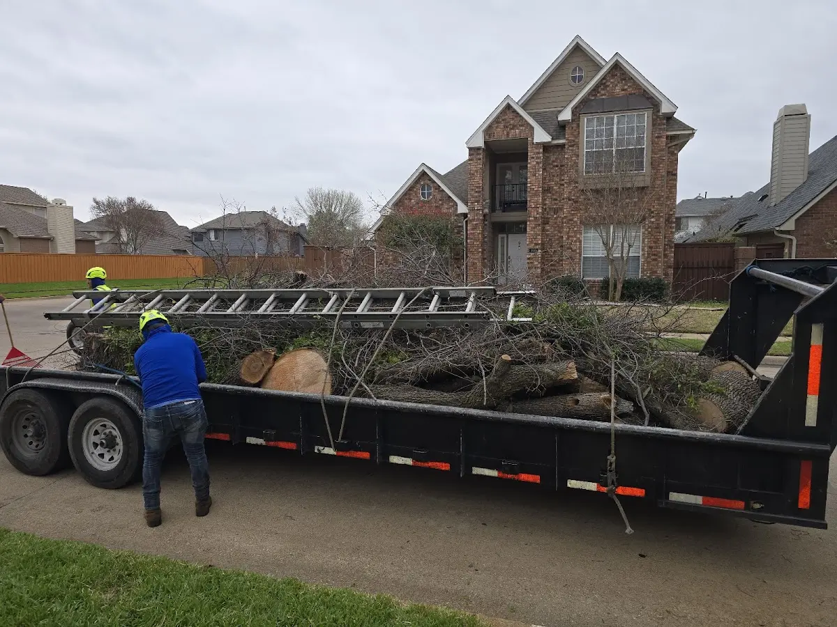 Expert Tree Pest Control with proper safety equipment in Fort Fairfield
